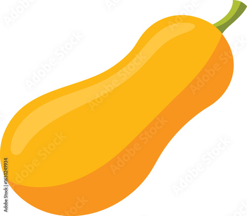 Butternut squash isolated on white background, fresh butternut vegetable, organic butternut squash, healthy food, autumn harvest, natural produce, clean white backdrop, fresh butternut