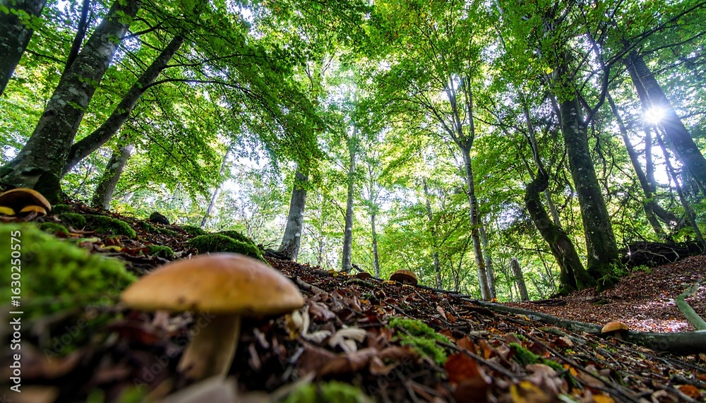 Fototapeta premium Low Angle View of Forest Floor with Mushrooms and Sunbeams Through Lush Green Canopy