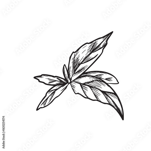 Marjoram, Oregano or Melissa Leaves graphic illustration in vintage botanical style. Hand drawn black and white sketch of aromatic culinary and medicinal herb. For product packaging, kitchen designs
