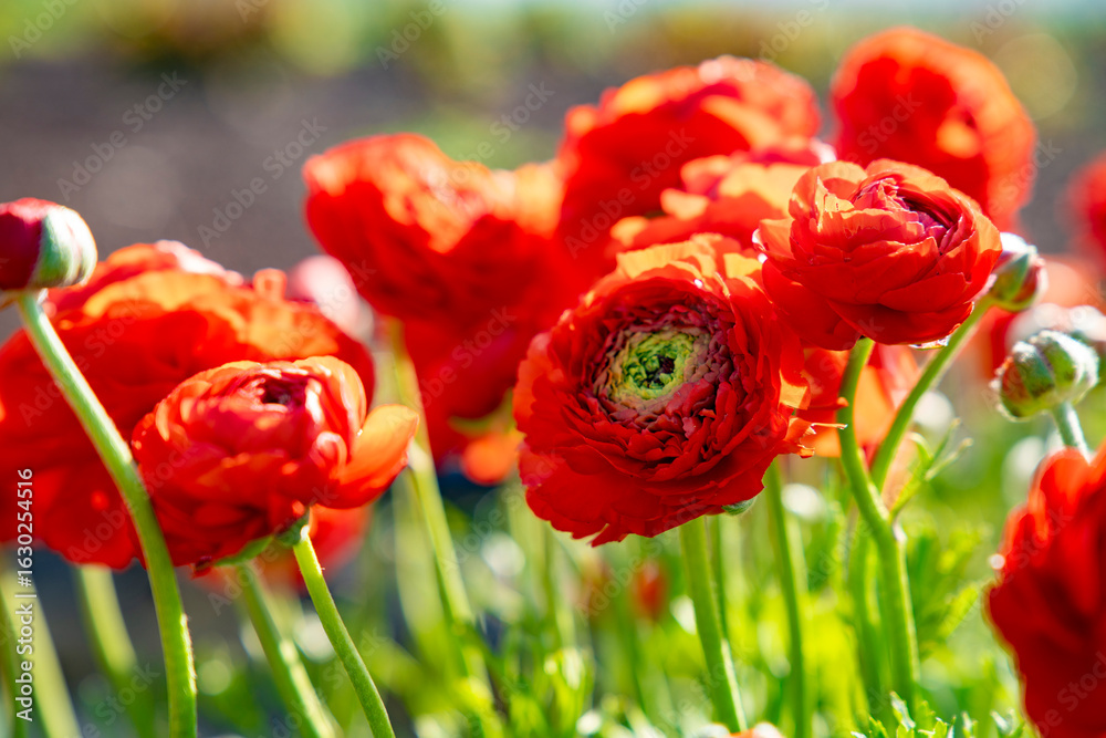 Obraz premium Mixed Bouquet of Colorful Tulips and Flowers