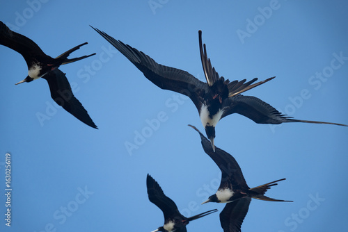 Magnificent frigatebirds (Fregata magnificens) in flight in the San Blas Islands, off the Caribbean coast of Panama