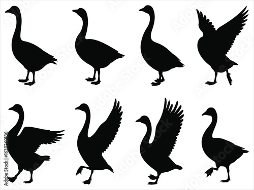 A collection of goose silhouettes showing various poses and movements. Vector illustration set of a wild bird standing, walking, and flapping its wings.