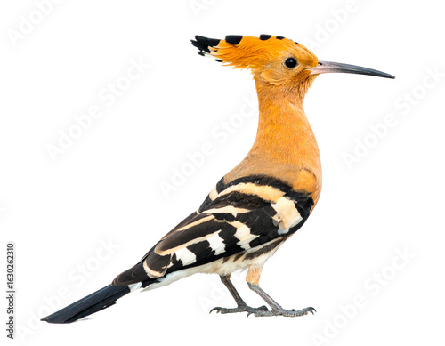 Hoopoe bird full body isolated on a white background, a unique bird with a distinctive crown