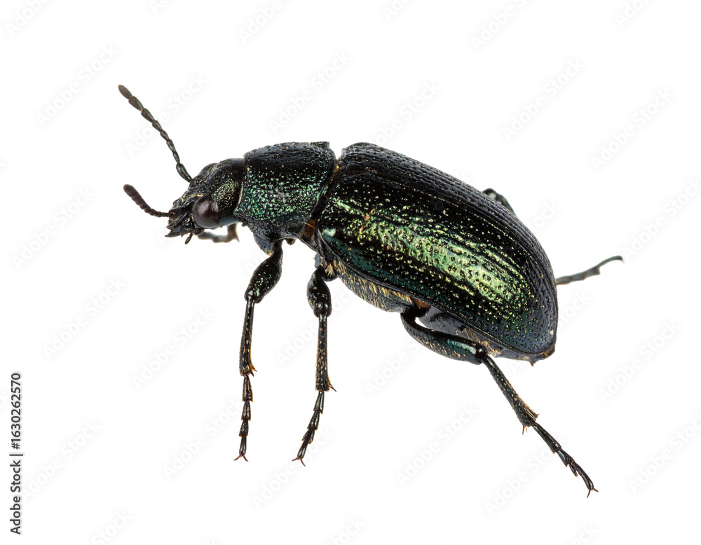 Naklejka premium Iberian scarab beetle isolated on a white background, a colorful insect