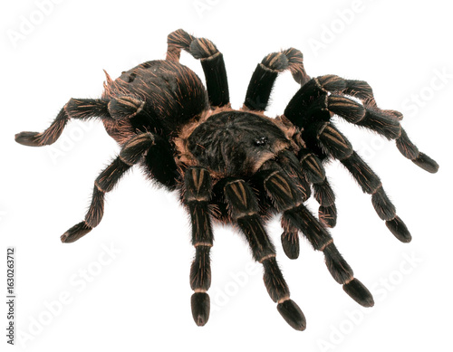 Tarantula spider isolated on a white background, a large hairy arachnid