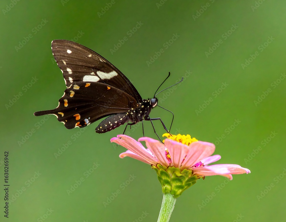 Obraz premium Close-up of butterfly on flower (2)