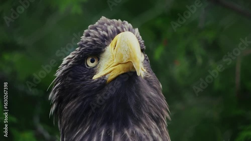 Steller’s Sea Eagle Close-Up