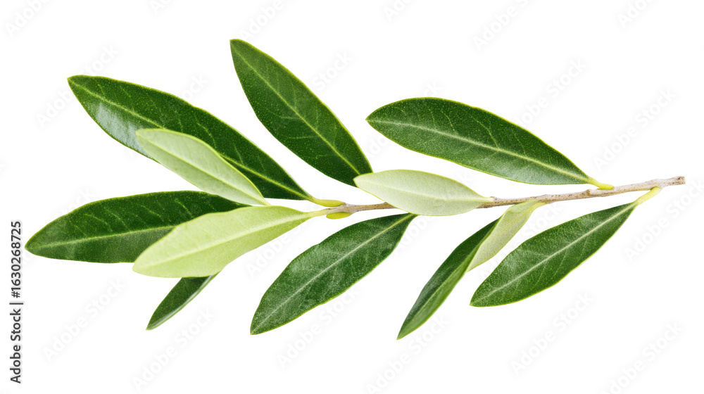 Naklejka premium Olive leaf branch showcasing vibrant green leaves isolated on white background