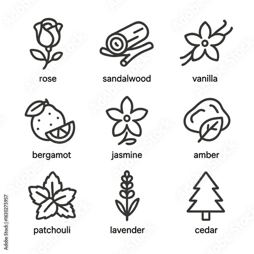 Perfume Ingredients Icons. Outline icon set of perfume ingredients: rose, sandalwood, vanilla, bergamot, jasmine, amber, patchouli
