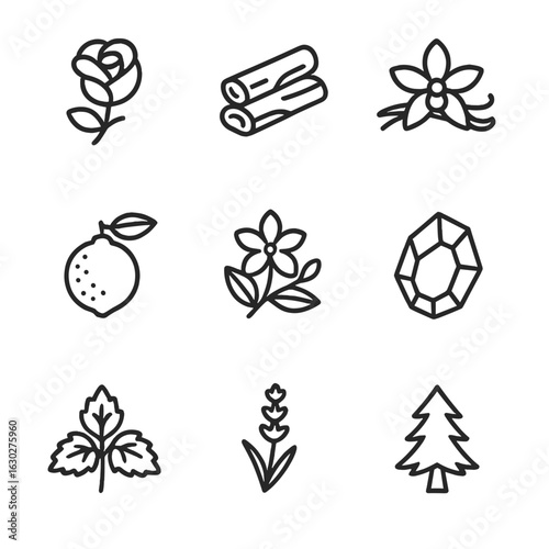 Perfume Ingredients Icons. Outline icon set of perfume ingredients: rose, sandalwood, vanilla, bergamot, jasmine, amber, patchouli