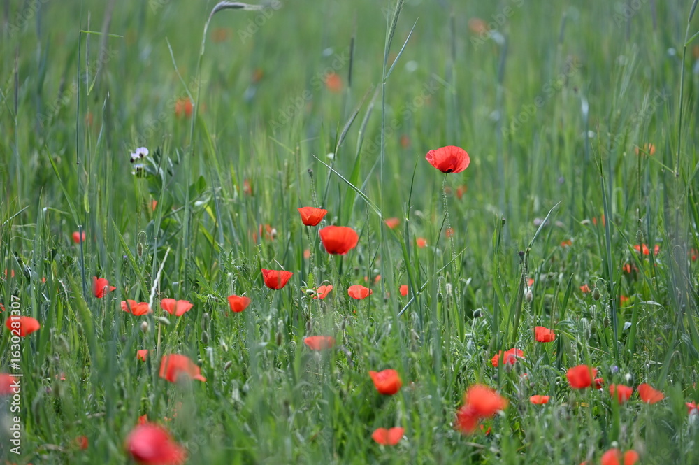 Fototapeta premium Coquelicots champs campagne