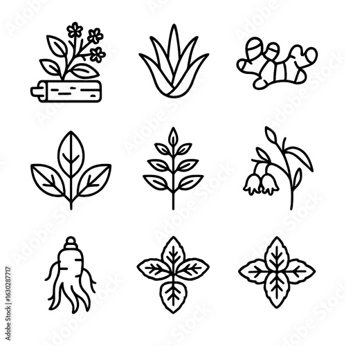 Rainforest Medicinal Plants. Outline icon set of rainforest plants for medicine: cinchona bark, aloe, ginger, turmeric, coca leaf,
