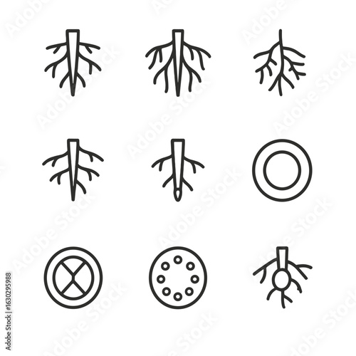 Roots Anatomy Icons. Outline icon set of roots anatomy: taproot, fibrous roots, root hairs, lateral roots, root cap, root cortex,
