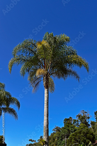 Fotografía Queen palm tree flower buds (Syagrus romanzoffiana) in Petropolis, Rio de Janeir