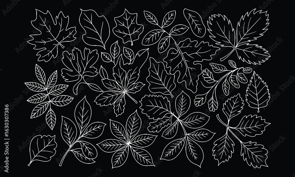 Fototapeta premium Chalk Style Hand-Drawn Leaves Vector Set , White on Black Botanical Line Art Vector Collection for Coloring Page.