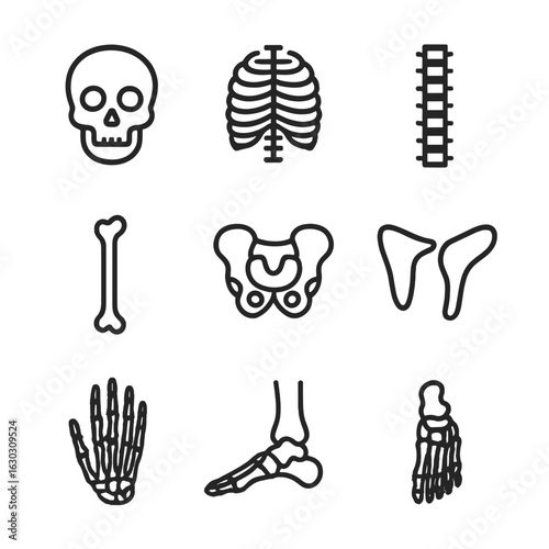 Skeletal Icon Set. Outline icon set of skeletal structures: skull, ribcage, spine, pelvis, femur, hand bones, foot bones, clavicle