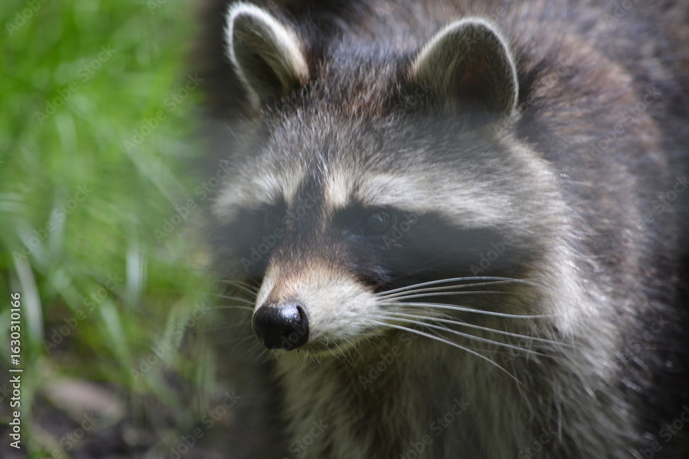 Obraz premium Close Up Of A Beautiful Raccoon