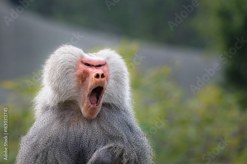 Canvas Print 2024-12-31 A MATURE MALE BABOON STARING INTENTLY WITH ITS MOUTH OPEN YELLING WIT