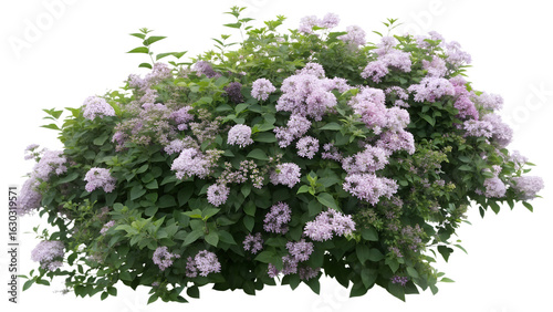 Lush lilac bush with clusters of purple flowers and green leaves isolated on transparent background