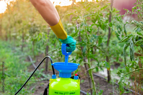 A gloved hand pumps a sprayer pump with liquid, preparing to treat tomatoes in the garden. plant disease prevention and protection from insect pests