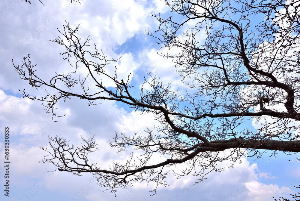 Obraz premium The cherry blossom, or sakura is considered the national flower of Japan