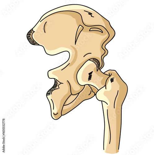 Science of hand drawn vector Skeleton hip bone  clipart.
