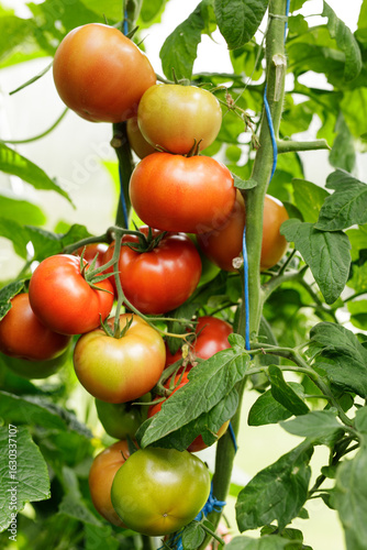Juicy red tomatoes ripening...