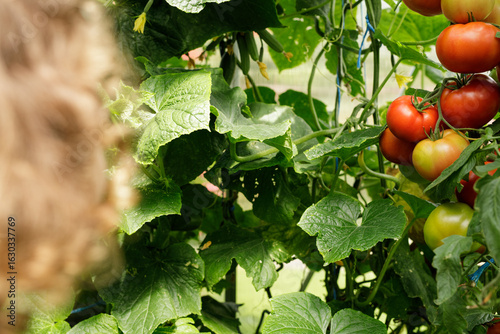 Ripe red tomatoes and green...