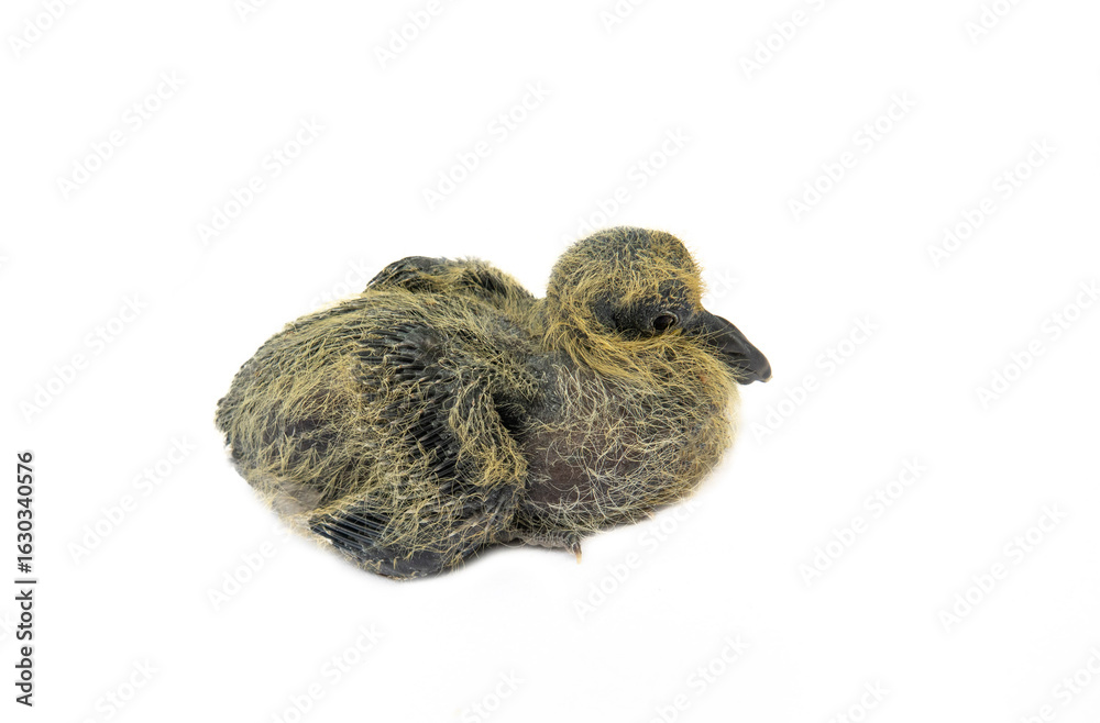 Obraz premium A furry, clumsy, nosed chick of Wood pigeon (Columba palumbus) isolated on a white background. The Quasimodo Bird (Quasi modo geniti infantes)