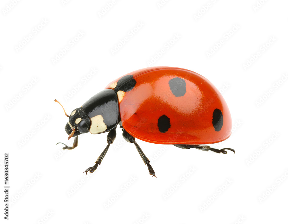 Fototapeta premium Ladybug isolated on a transparent background.