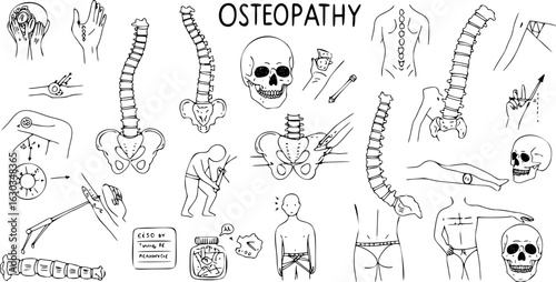 Illustrations for Osteopathy: Detailed anatomical views of spine, pelvis, and skull, manual therapy techniques, diagnostic methods, and patient assessment in chiropractic and physical therapy.