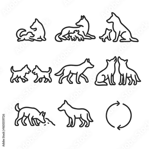 Wolf Lifecycle Icons. Outline icon set of wolf lifecycle: pup birth, nursing action, weaning icon, juvenile play, adolescent