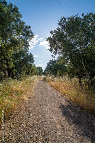 Eco trail winding through golden Alentejo fields under a clear blue sky, capturing the harmony between nature and sustainable travel in rural Portugal.