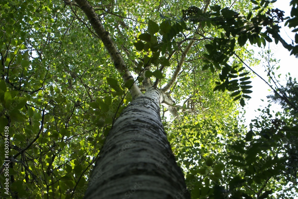 Fototapeta premium down up view of a tree