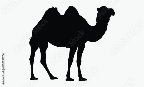 Camel silhouette, A single, black silhouette of a dromedary camel, standing, facing left, simple bridle detail.