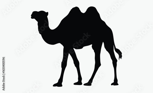 Camel silhouette, A single, black silhouette of a dromedary camel, standing, facing left, simple bridle detail.
