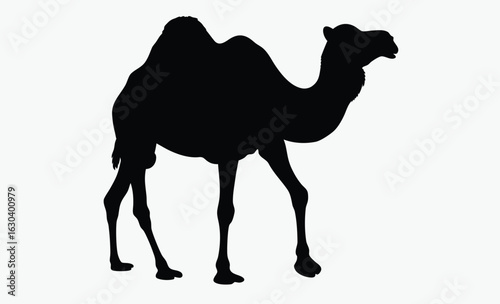 Camel silhouette, A single, black silhouette of a dromedary camel, standing, facing left, simple bridle detail.
