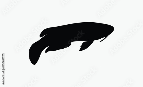 Algae eater silhouette, aquarium fish, elegant tail, Siamese Algae Eater Silhouette Vector Art Illustration 