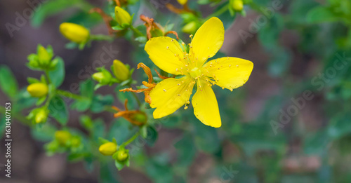 Beautiful close-up of hypericum perforatum
