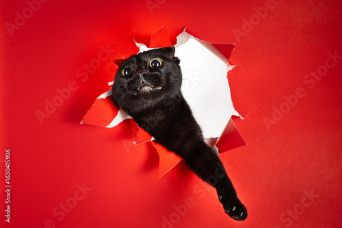 Cute black domestic house cat playful reaching one paw through ripped hole in red background 