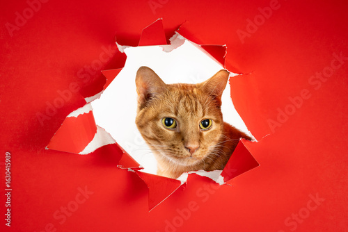 Cute alert orange tabby cat long whiskers open wide eyes looking through hole in red torn paper.