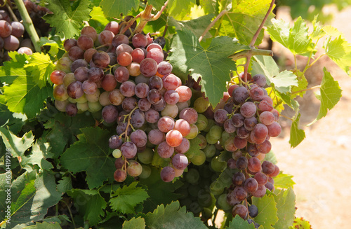 Close up of ripe purple grapes hanging on the vine in a vineyard at sunset.