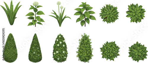 Illustrated green garden plants, leafy bushes, flowering shrubs, cone-shaped topiary, botanical vector set, isolated foliage, natural landscape elements