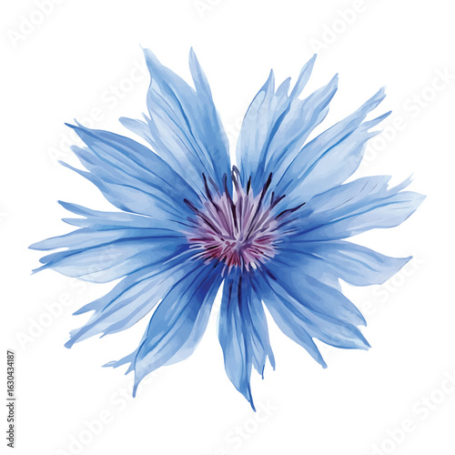 Cornflower Watercolor Vector Illustration with Transparent Background in PNG for Floral Designs and Botanical Art Projects