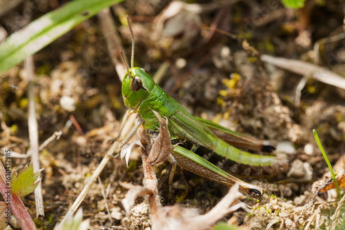 Eine grüne Feldheuschrecke (Acrididae), sitzt auf dem Boden