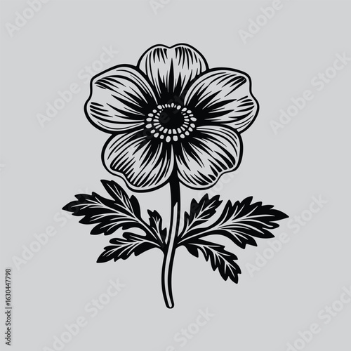 Clean Botanical Anemone Drawing