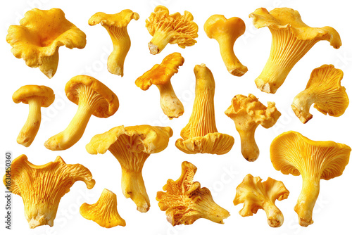 Collection of vibrant yellow chanterelle mushrooms