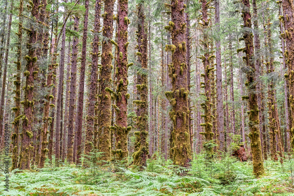 Naklejka premium The Black Forest, Hoh Rainforest, Olympic National Park, Washington, USA