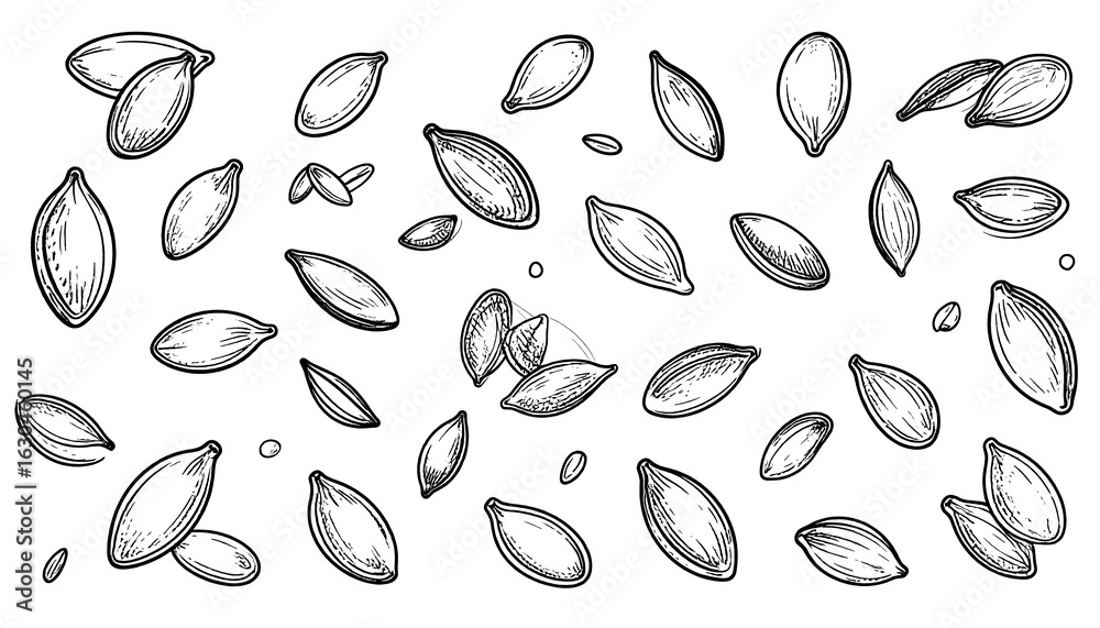 Fototapeta premium Hand-drawn pumpkin seeds