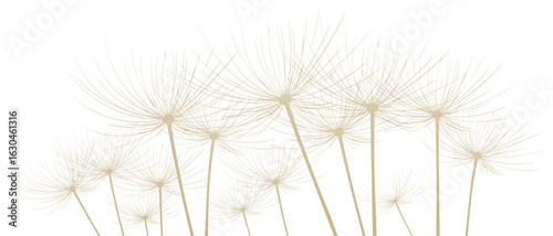 Vector illustration of dandelion time. Beautiful realistic Dandelion seeds blowing in the wind. The wind inflates a dandelion isolated in an editable evening background.